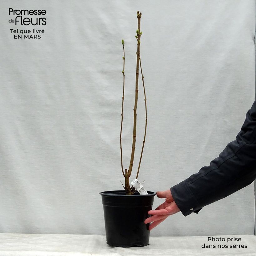 Exemplar von Edelflieder Dentelle d'Anjou - Syringa vulgaris Topf mit 4L/5L wie im Frühjahr geliefert