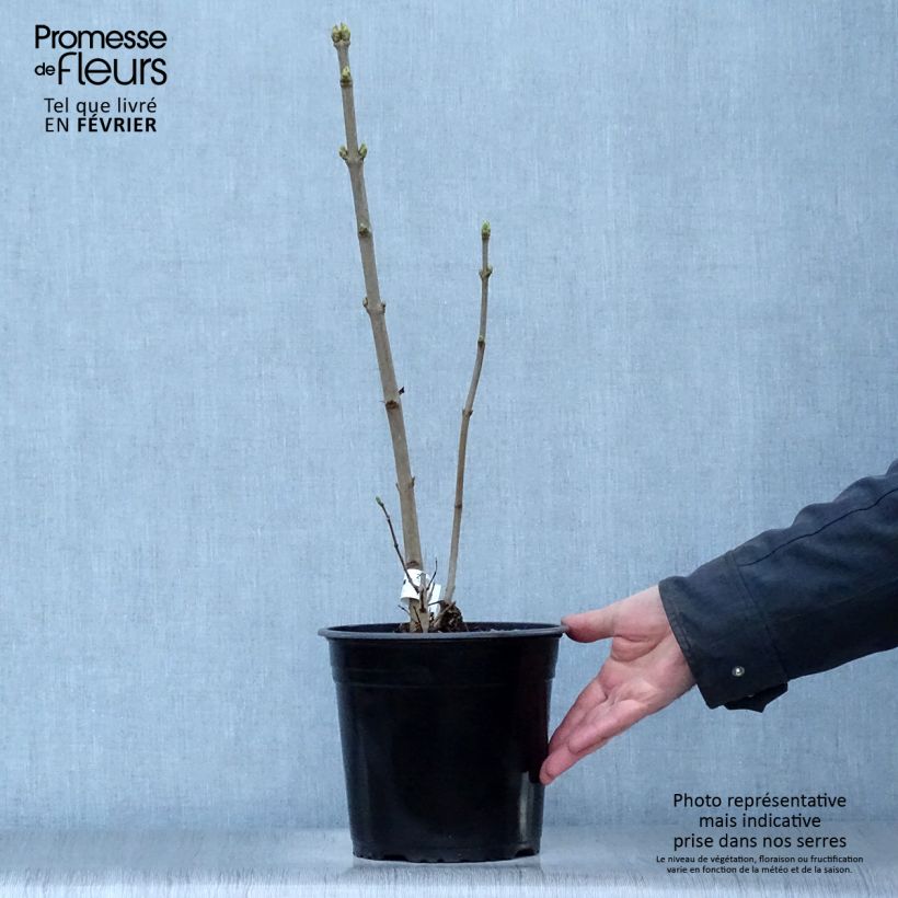 Exemplar von Edelflieder Dentelle d'Anjou - Syringa vulgaris Topf mit 4L/5L wie im Winter geliefert