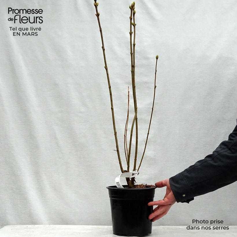 Exemplar von Edelflieder Président Grevy - Syringa vulgaris Topf mit 4L/5L wie im Frühjahr geliefert