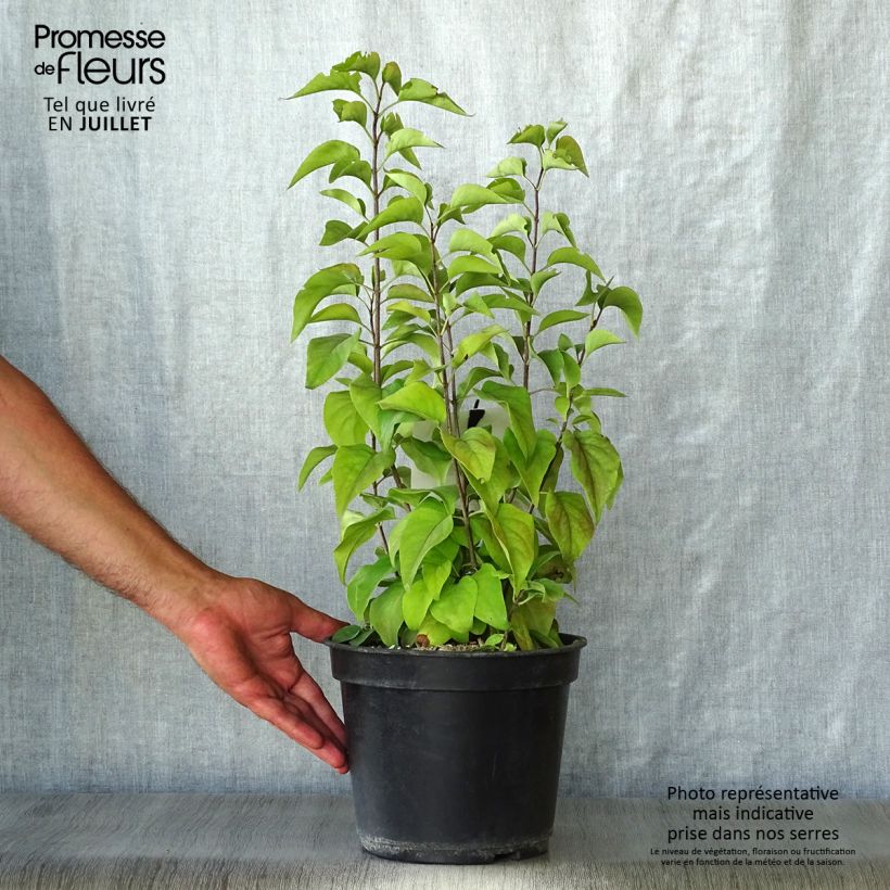 Exemplar von Edelflieder Prince Wolkonsky - Syringa vulgaris Topf mit 3L/4L wie im Sommer geliefert