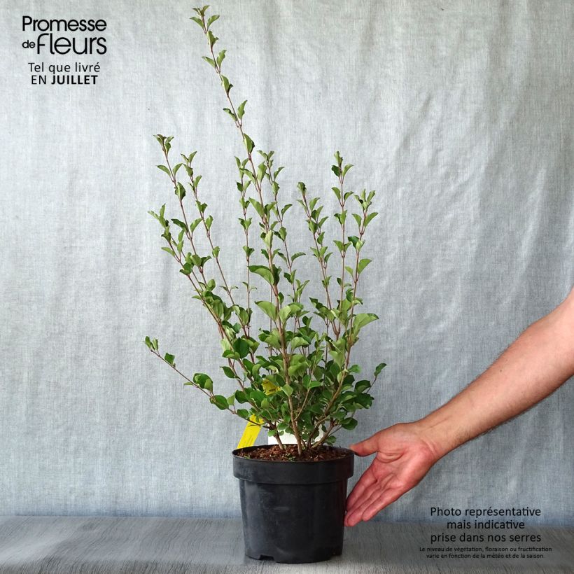 Exemplar von Zwerg-Flieder Red Pixie - Syringa microphylla Topf mit 3L/4L wie im Sommer geliefert