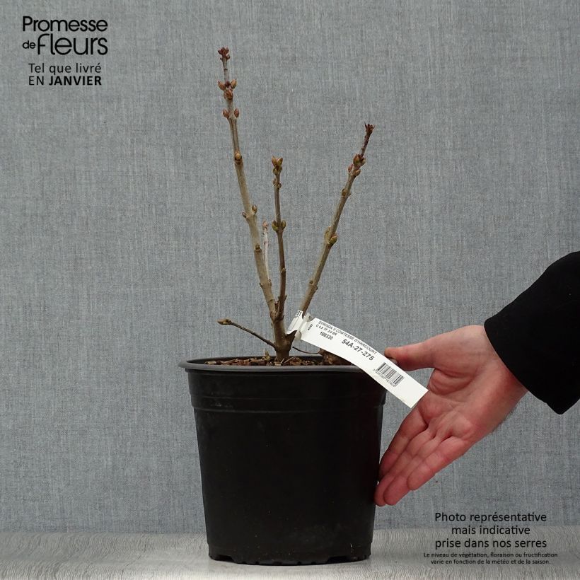 Exemplar von Edelflieder Comtesse D'harcourt - Syringa vulgaris Topf mit 4L/5L wie im Winter geliefert