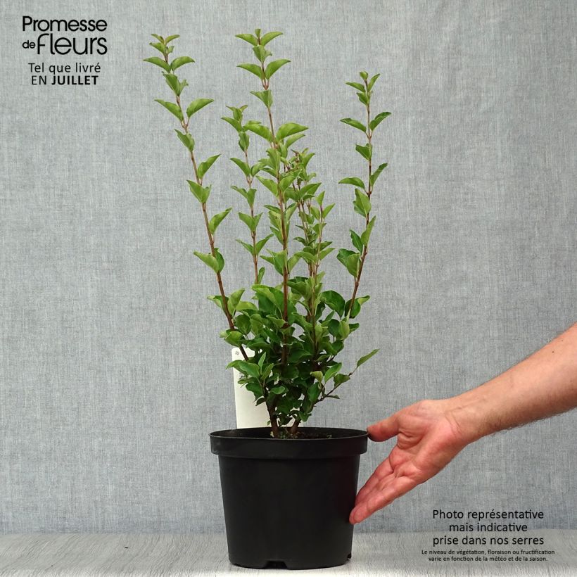 Exemplar von Zwerg-Duftflieder Josée - Syringa velutina Topf mit 3L/4L wie im Sommer geliefert