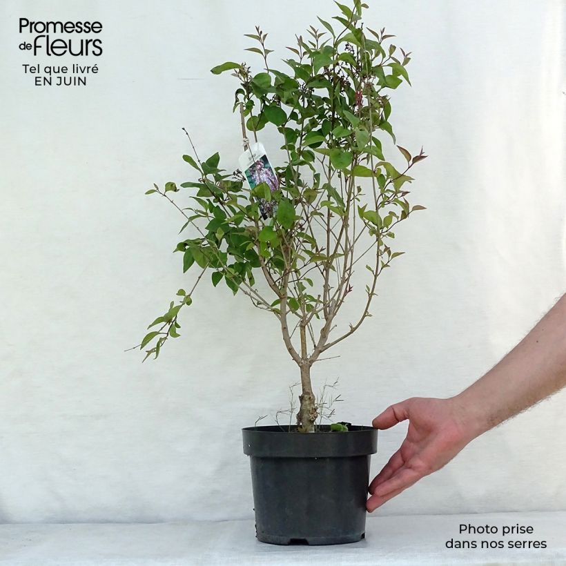 Exemplar von Zwerg-Flieder Superba - Syringa microphylla Topf mit 2L/3L wie im Sommer geliefert