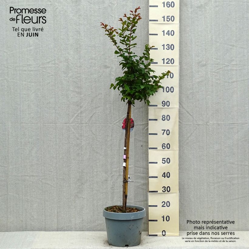 Exemplar von Chinesische Kräuselmyrte Berry Dazzle - Lagerstroemia Topf mit 7,5L/10L wie im Sommer geliefert