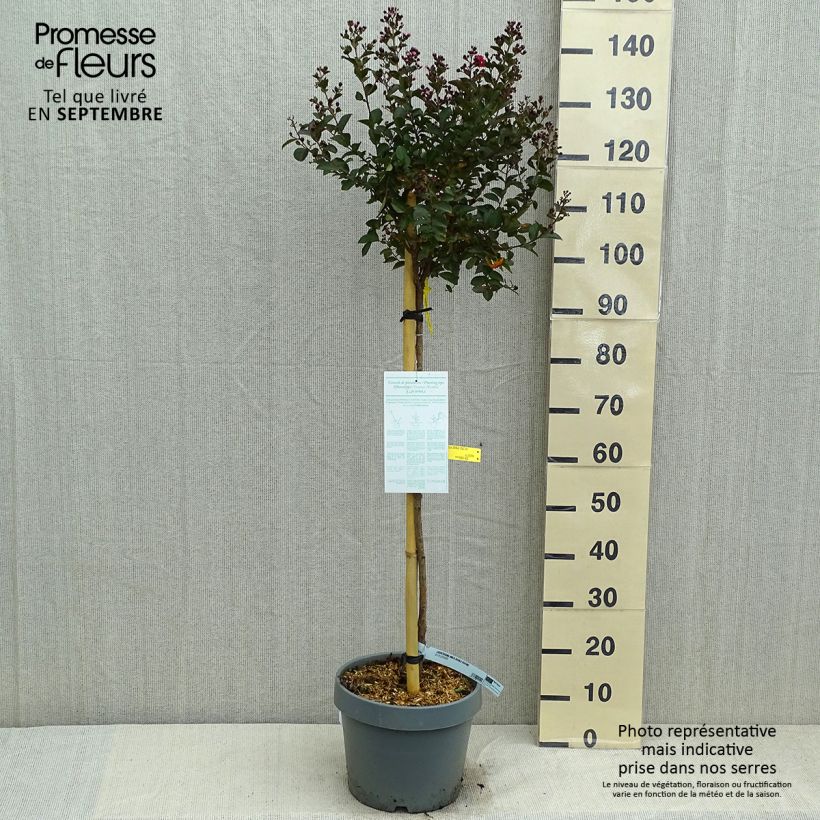 Exemplar von Chinesische Kräuselmyrte Play It Again Double Feature - Lagerstroemia Topf mit 7,5L/10L wie im Sommer geliefert