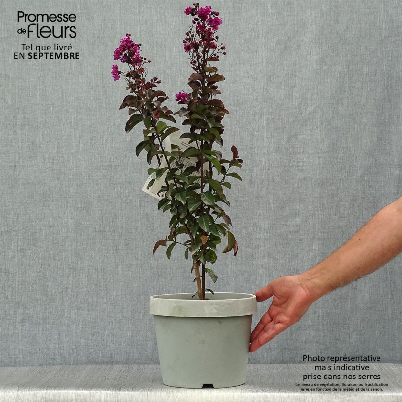 Exemplar von Chinesische Kräuselmyrte Rhapsody In Blue - Lagerstroemia Topf mit 7,5L/10L wie im Herbst geliefert