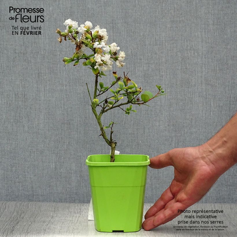 Exemplar von Chinesische Kräuselmyrte Virgin With Love - Lagerstroemia Topf mit 3L/4L wie im Herbst geliefert