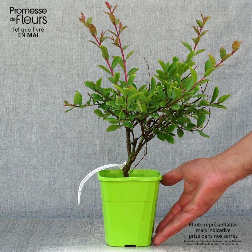 Exemplar von Chinesische Kräuselmyrte Virgin With Love - Lagerstroemia Topf mit 3L/4L wie im Frühjahr geliefert