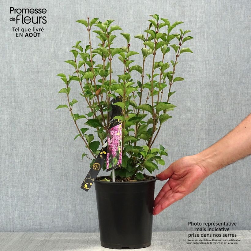 Exemplar von Zwerg-Duftflieder Flowerfesta Pink - Syringa meyeri Topf mit 3L/4L wie im Sommer geliefert