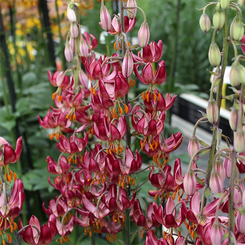 Türkenbund-Lilie Russian Morning - Lilium martagon (Blüte)