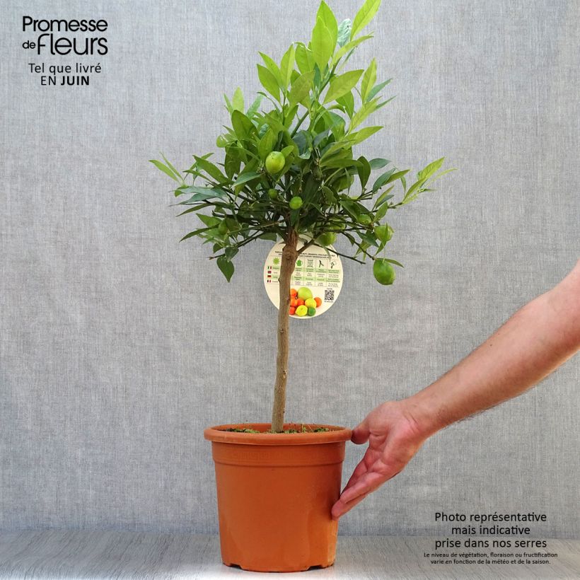 Exemplar von Limequat - Citrus floridana Topf mit 4L/5L, 1/4 Stängel wie im Sommer geliefert