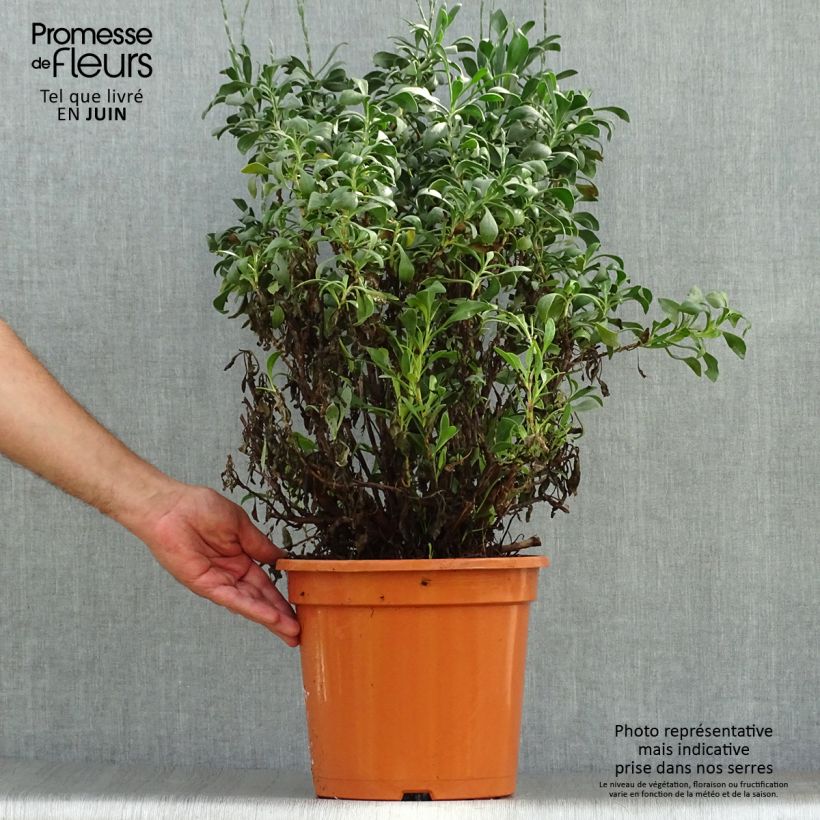 Exemplar von Limoniastrum monopetalum - Strauchstrandflieder Topf mit 7,5L/10L wie im Sommer geliefert