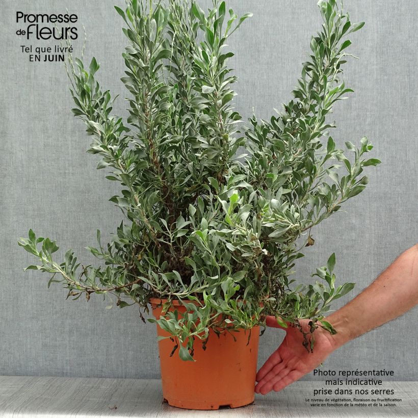 Exemplar von Limoniastrum monopetalum - Strauchstrandflieder Topf mit 7,5L/10LGelieferte Höhe ca. 30/40cm wie im Frühjahr geliefert