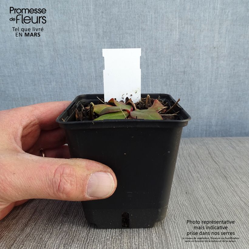 Exemplar von Limonium platyphyllum - Strandflieder Kleine Töpfe von 8/9 cm wie im Winter geliefert