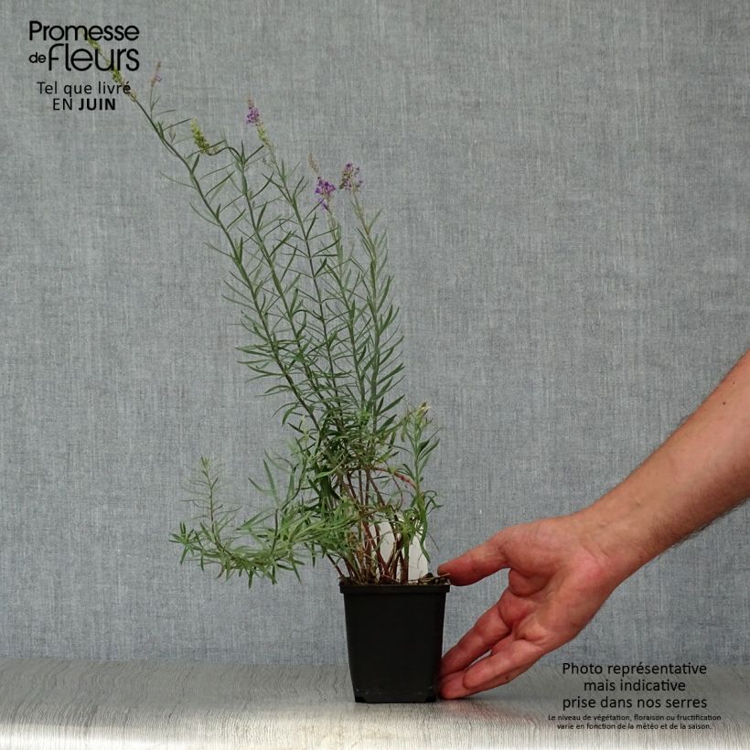 Exemplar von Purpur-Leinkraut - Linaria purpurea Kleine Töpfe von 8/9 cm wie im Sommer geliefert