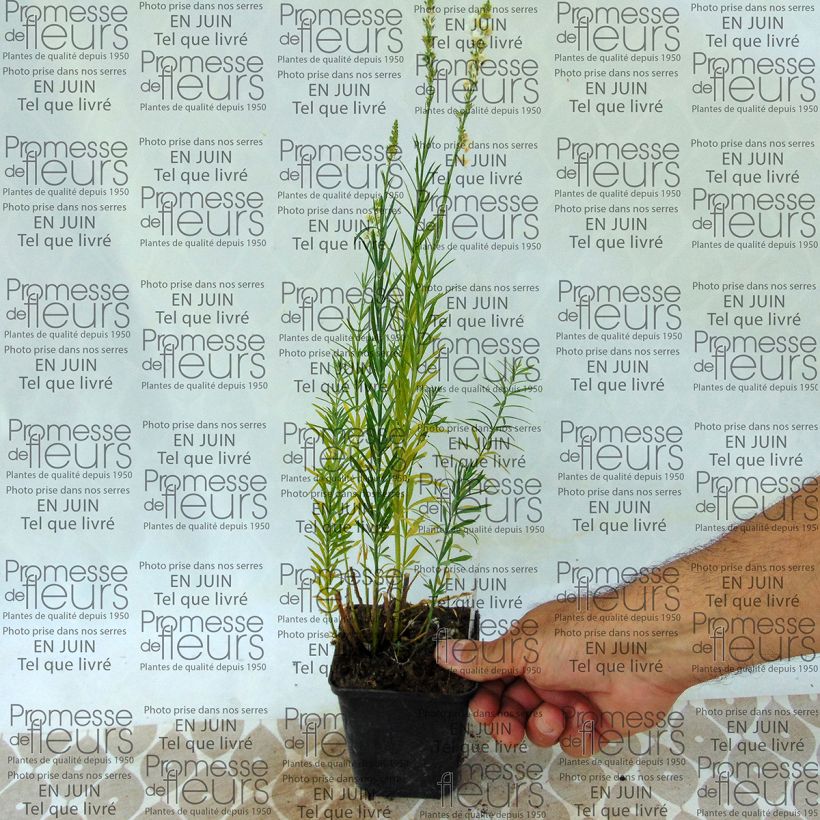 Beispiel eines Exemplars von Purpur-Leinkraut Alba - Linaria purpurea Kleine Töpfe von 8/9 cm wie geliefert