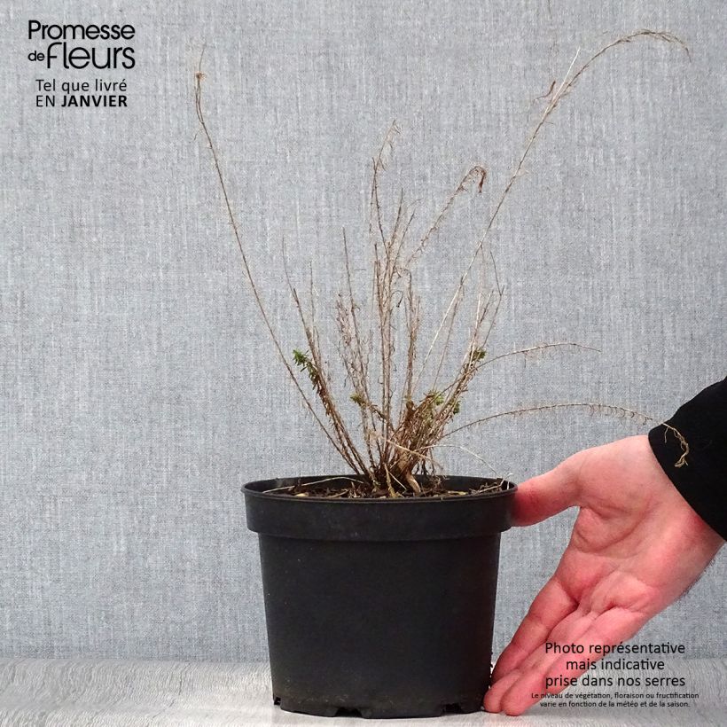 Exemplar von Stauden-Lein - Linum perenne Topf mit 2L/3L wie im Winter geliefert
