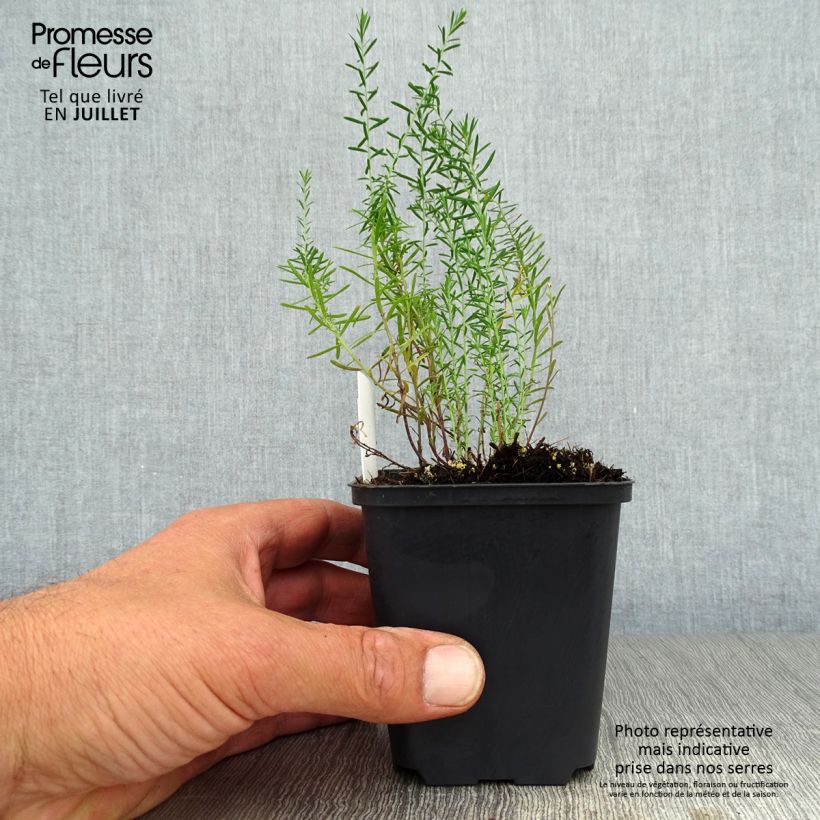 Exemplar von Stauden-Lein - Linum perenne Kleine Töpfe von 7/8 cm wie im Sommer geliefert