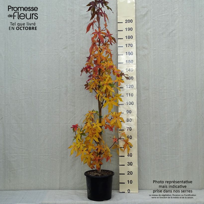 Exemplar von Liquidambar styraciflua Palo Alto - Amberbaum Topf mit 12L/15L wie im Herbst geliefert