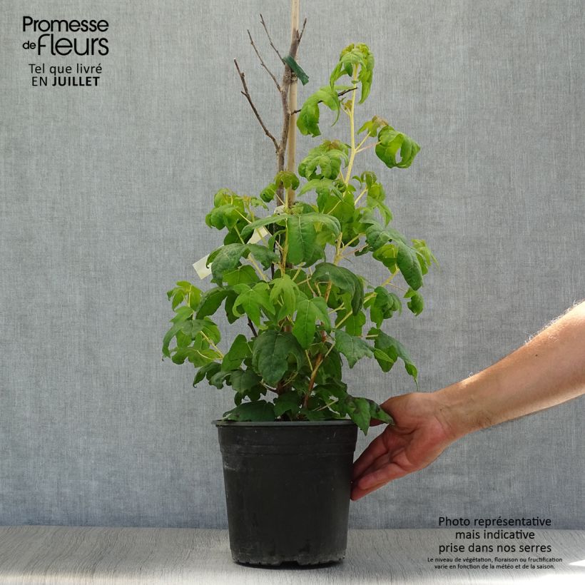 Exemplar von Liquidambar styraciflua Golden Sun - Amberbaum Topf mit 4L/5L wie im Sommer geliefert