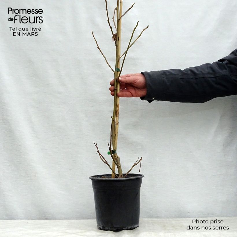 Exemplar von Liquidambar styraciflua Lane Roberts - Amberbaum Topf mit 2L/3LGelieferte Höhe ca. 100cm wie im Frühjahr geliefert