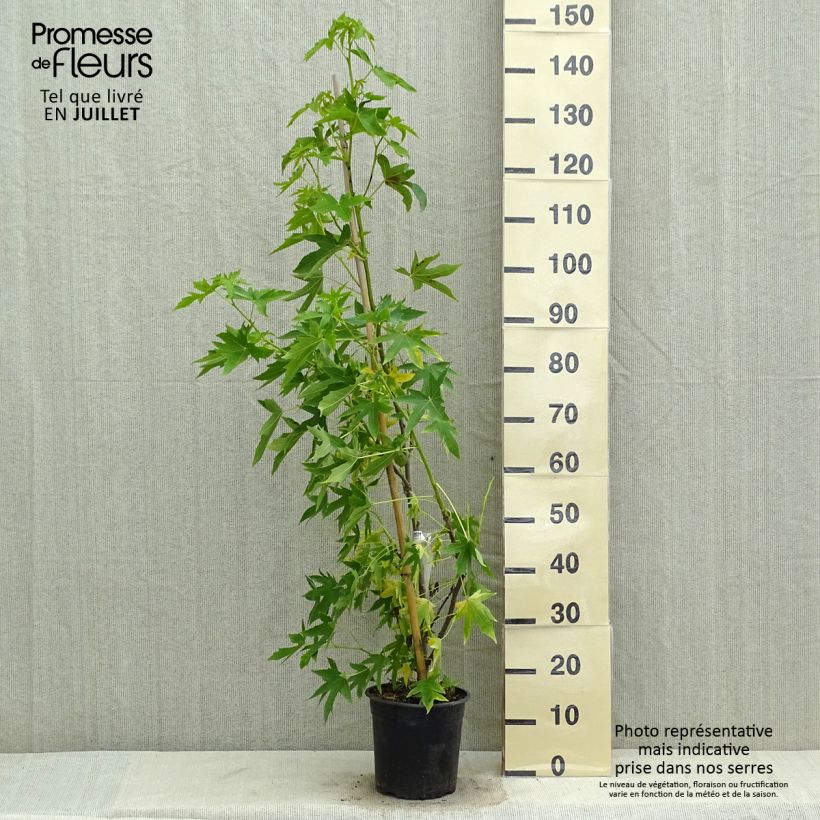 Exemplar von Liquidambar styraciflua Worplesdon - Amberbaum Topf mit 4L/5L wie im Sommer geliefert