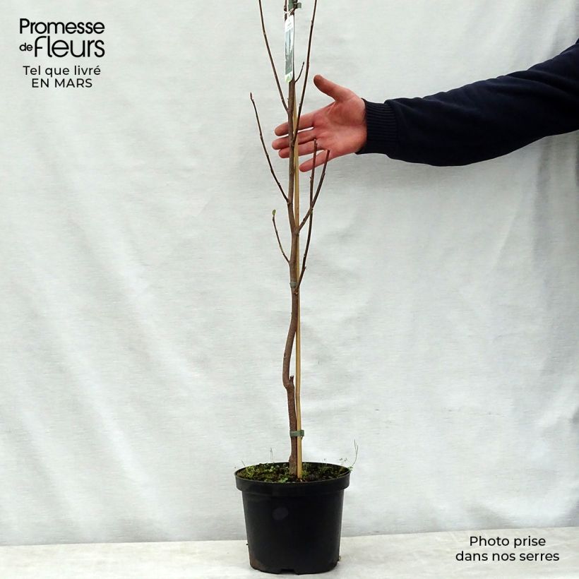 Exemplar von Liriodendron tulipifera Fastigiata - Tulpenbaum Topf mit 4L/5L wie im Frühjahr geliefert