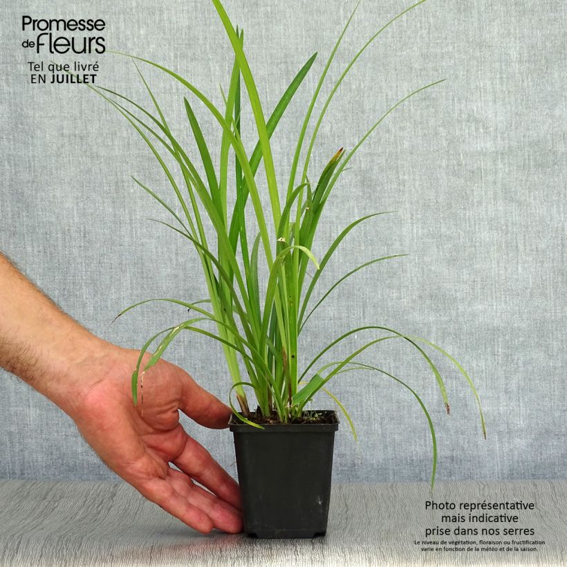 Exemplar von Liriope muscari Super Blue - Lilientraube Kleine Töpfe von 8/9 cm wie im Sommer geliefert