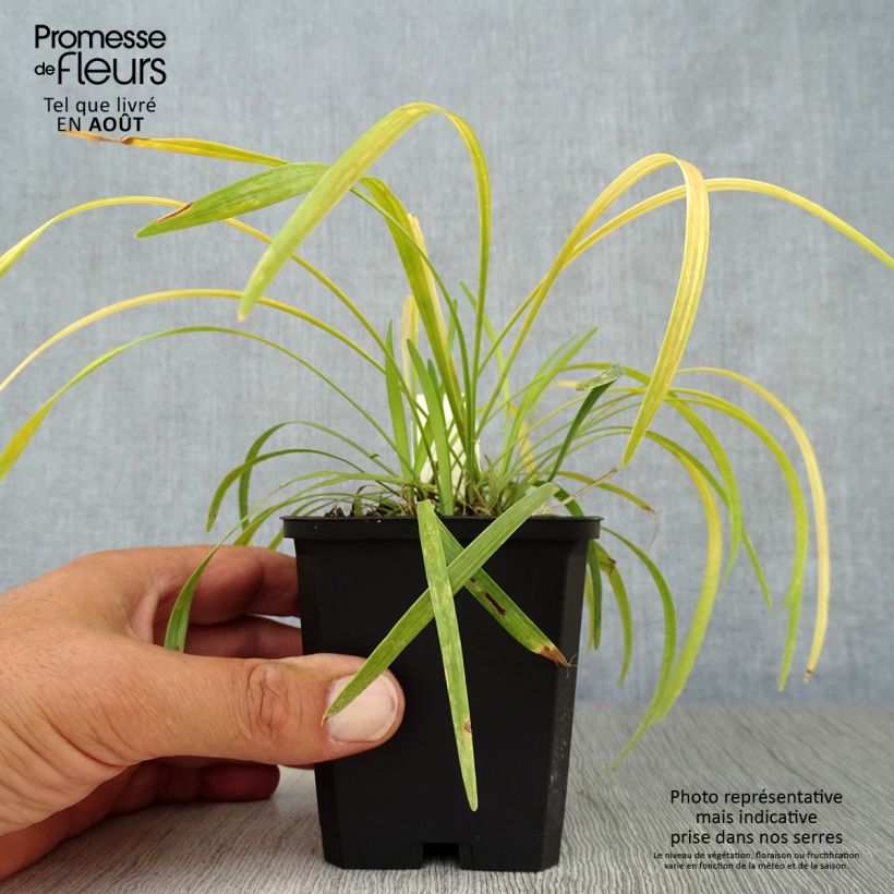 Exemplar von Liriope muscari Ingwersen - Lilientraube Kleine Töpfe von 8/9 cm wie im Sommer geliefert