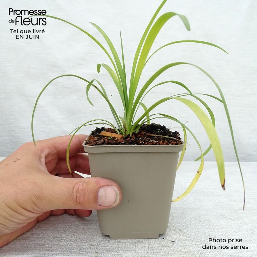 Exemplar von Liriope muscari Majestic - Lilientraube Kleine Töpfe von 8/9 cm wie im Sommer geliefert