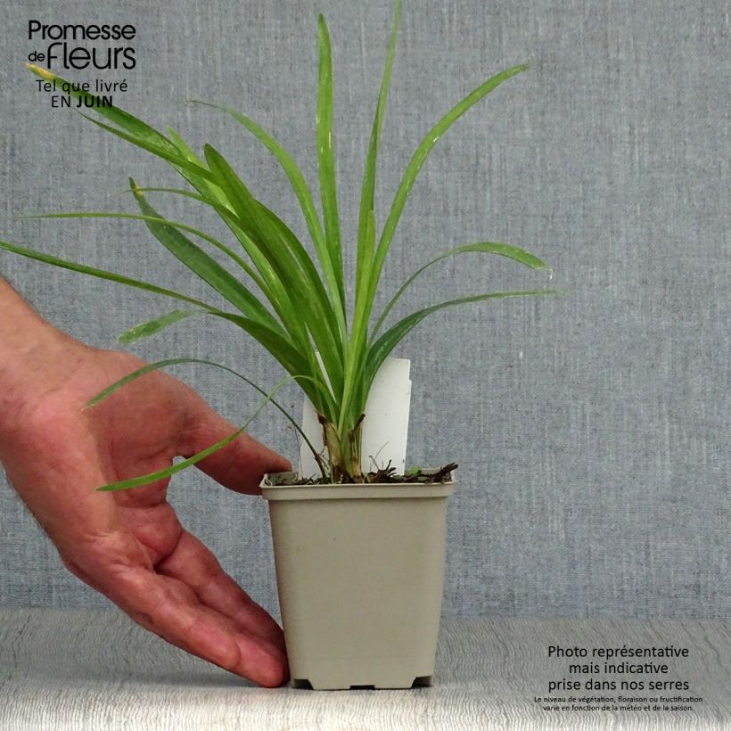 Exemplar von Liriope muscari Monroe White - Lilientraube Kleine Töpfe von 8/9 cm wie im Sommer geliefert