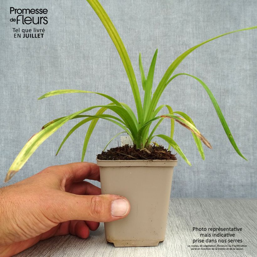 Exemplar von Liriope muscari Royal Purple - Lilientraube Kleine Töpfe von 8/9 cm wie im Sommer geliefert