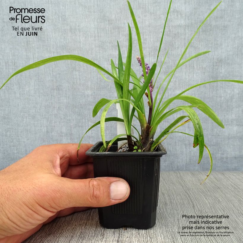 Exemplar von Liriope muscari - Lilientraube Kleine Töpfe von 8/9 cm wie im Sommer geliefert
