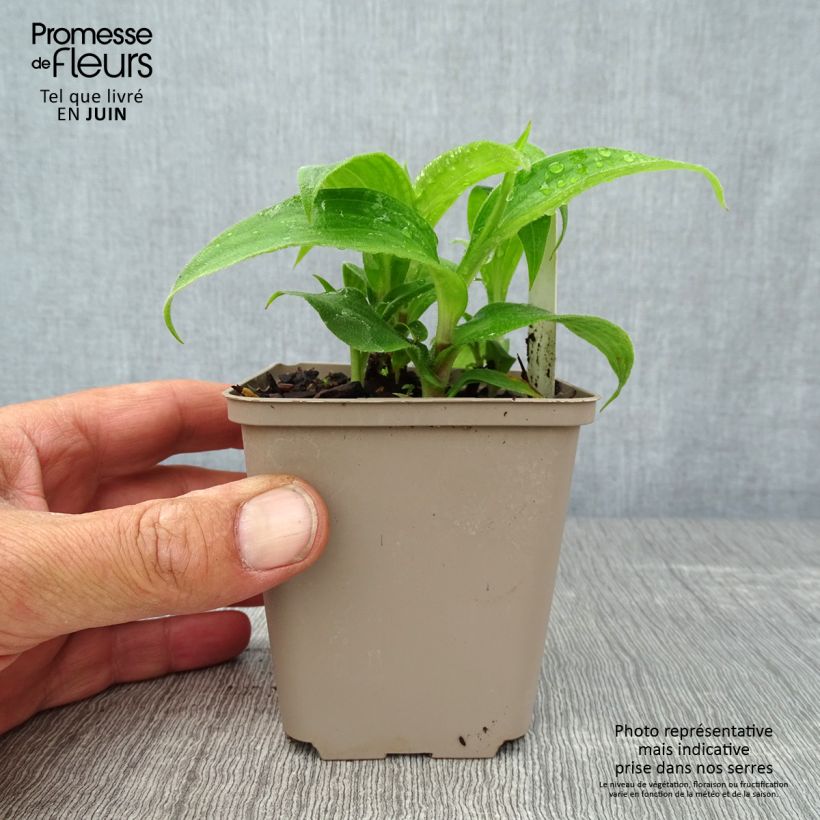 Exemplar von Tricyrtis hirta Miyazaki - Krötenlilie Kleine Töpfe von 8/9 cm wie im Sommer geliefert
