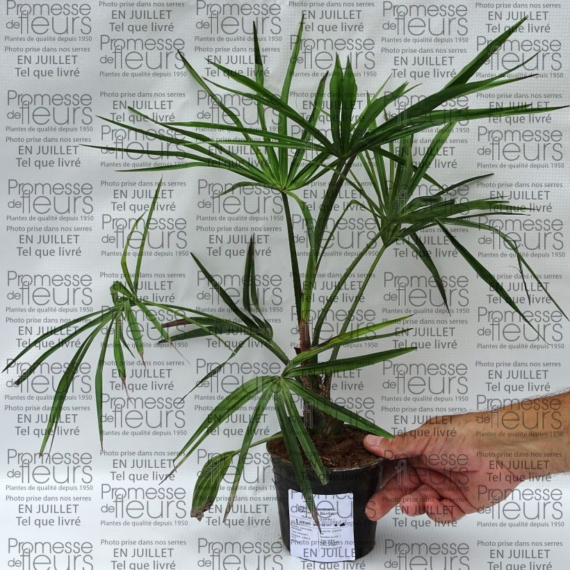 Exemplar von Livistona benthamii - Livingstonpalme Topf 12 cm / 13 cm wie im Sommer geliefert