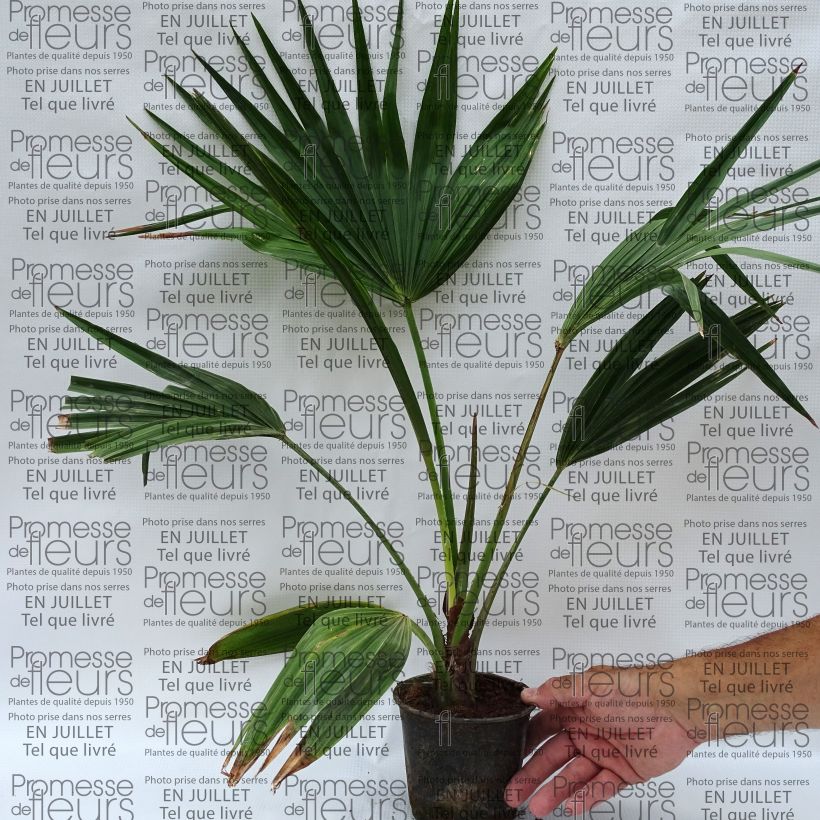 Exemplar von Livistona chinensis - Livingstonpalme Topf mit 7,5L/10L wie im Sommer geliefert