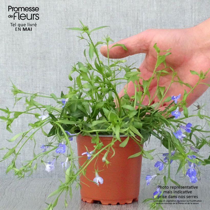 Exemplar von Lobelia erinus Anabel Blue - Lobelie Kleine Töpfe von 8/9 cm wie im Frühjahr geliefert