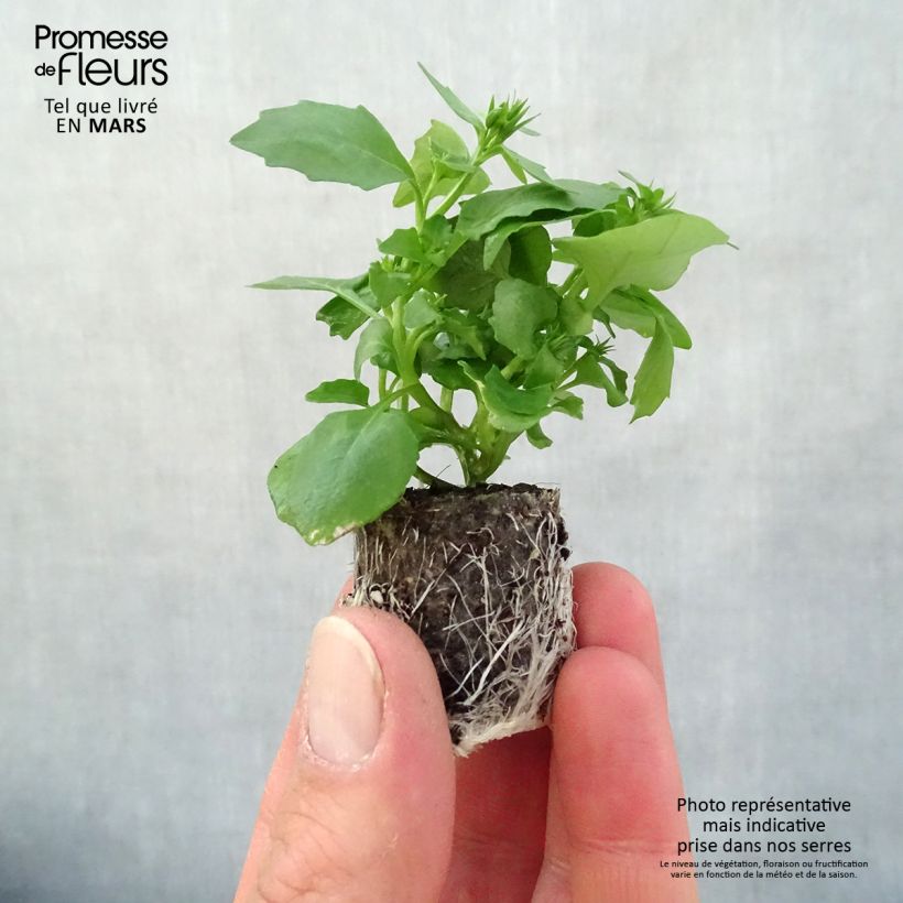 Exemplar von Lobelia erinus Hot Water Blue - Lobelie Mini-Plug Ø 3/4 cm wie im Frühjahr geliefert