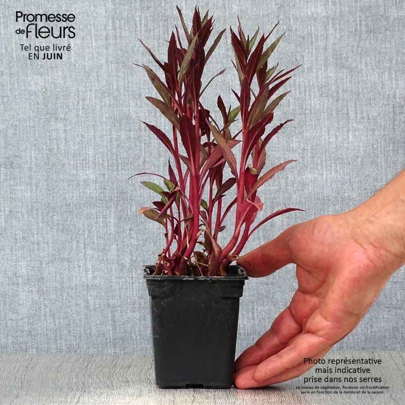 Exemplar von Stauden-Lobelie Queen Victoria - Lobelia fulgens Kleine Töpfe von 7/8 cm wie im Sommer geliefert