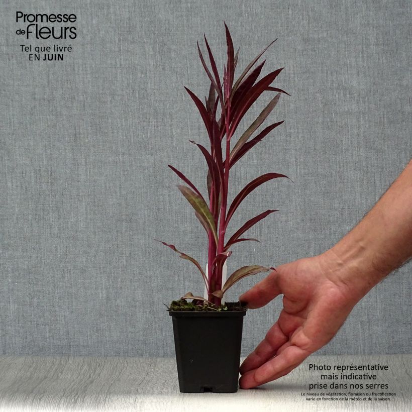 Exemplar von Prachtlobelie Russian Princess - Lobelia speciosa Kleine Töpfe von 8/9 cm wie im Sommer geliefert