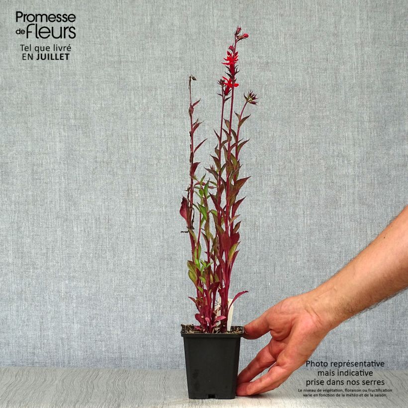 Exemplar von Prachtlobelie Starship Scarlet - Lobelia speciosa Kleine Töpfe von 8/9 cm wie im Sommer geliefert