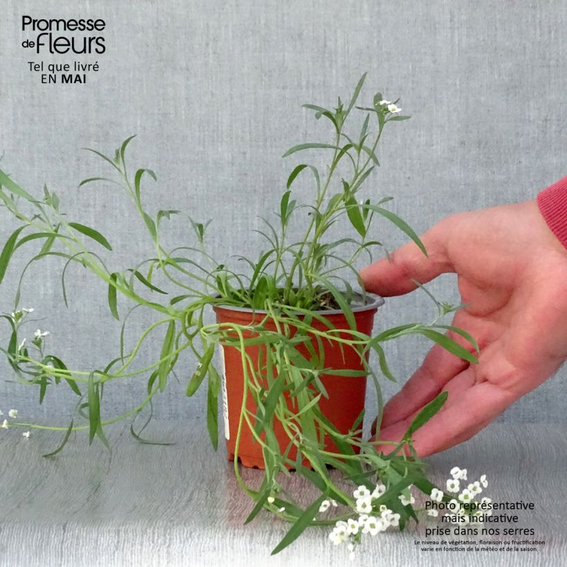 Exemplar von Strand-Silberkraut Snow Princess - Lobularia Kleine Töpfe von 8/9 cm wie im Frühjahr geliefert