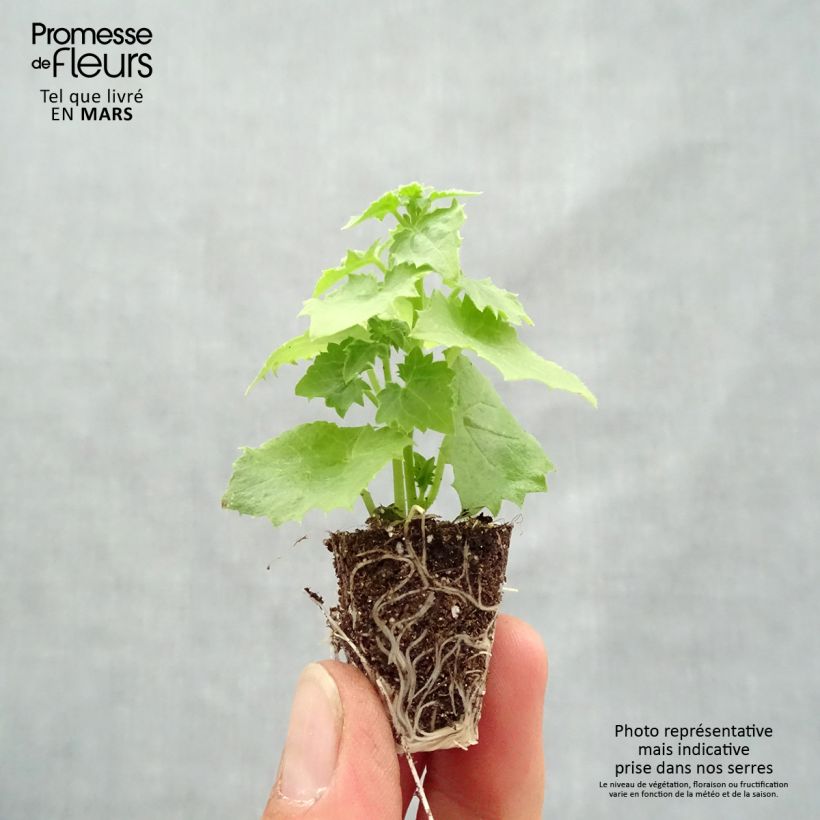 Exemplar von Lophospermum scandens Album Mini-Plug Ø 3/4 cm wie im Frühjahr geliefert