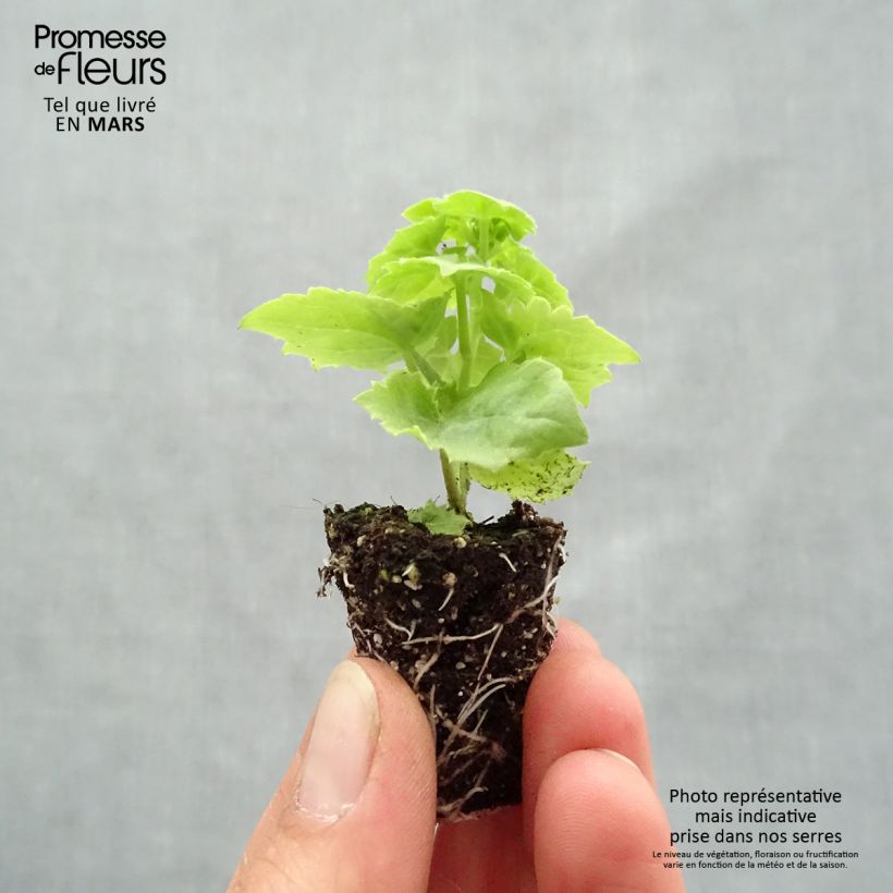 Exemplar von Lophospermum scandens Rosea Mini-Plug Ø 3/4 cm wie im Frühjahr geliefert