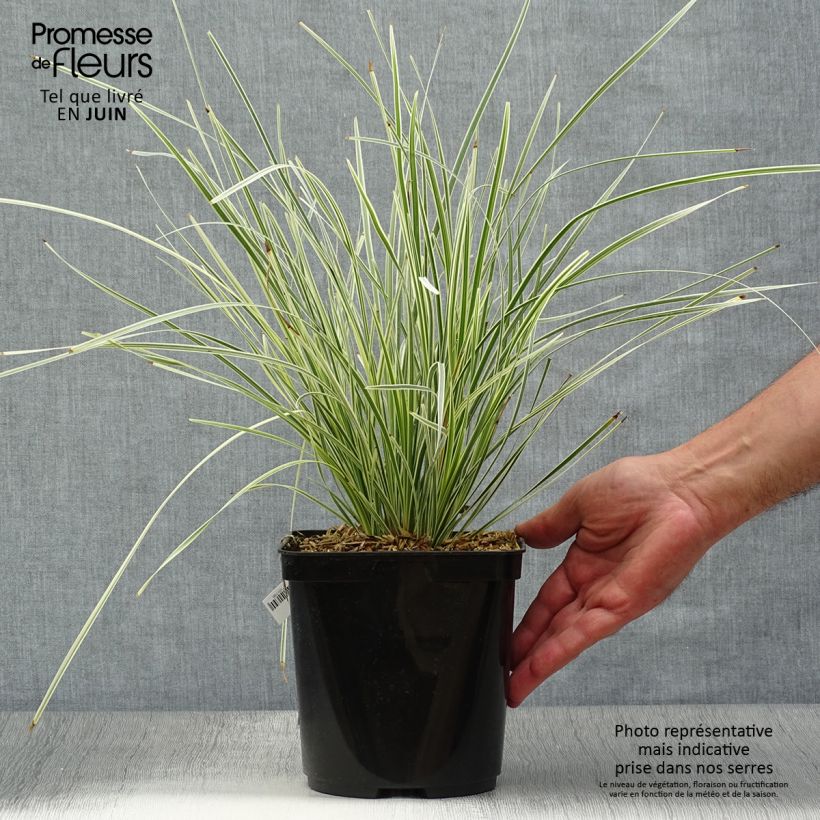 Exemplar von Lomandra longifolia White Sands Topf mit 2L/3L wie im Sommer geliefert