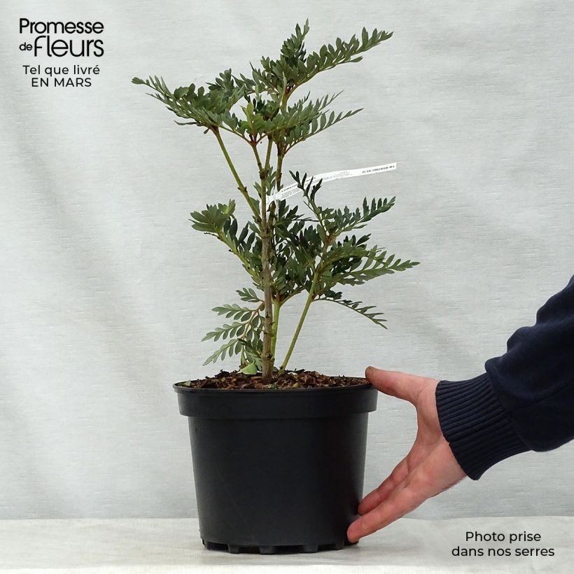Exemplar von Lomatia ferruginea - Lomatie ferrugineuse Pot de 3L/4L wie im Frühjahr geliefert