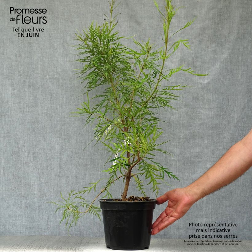 Exemplar von Lomatia silaifolia - Lomatie Topf mit 3L/4L wie im Sommer geliefert