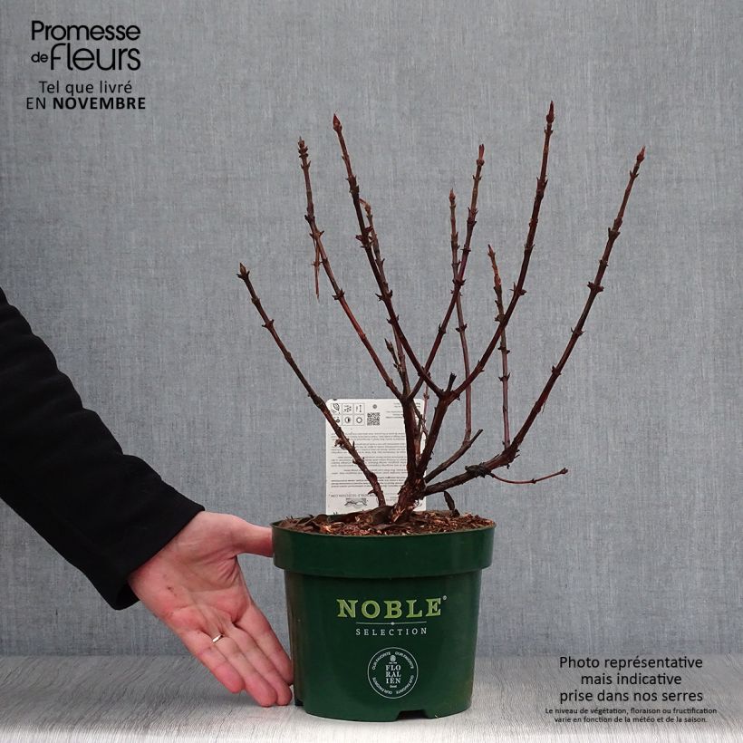 Exemplar von Heckenkirsche Blue Velvet - Lonicera kamtschatica Topf mit 1,5L/2L, Strauch wie im Herbst geliefert