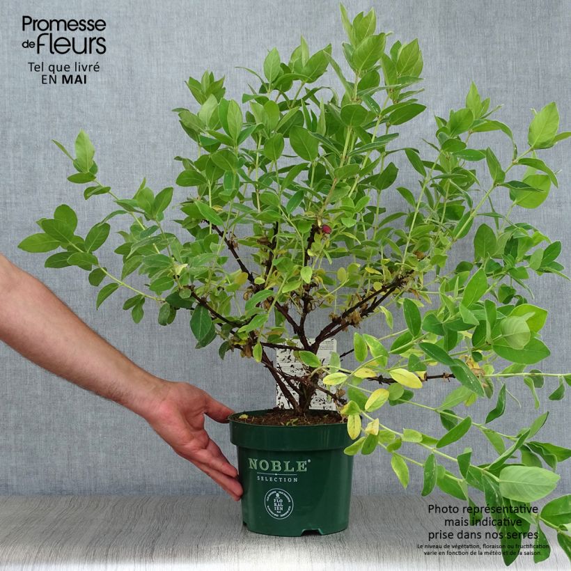 Exemplar von Heckenkirsche Blue Velvet - Lonicera kamtschatica Topf mit 1,5L/2L, Strauch wie im Frühjahr geliefert